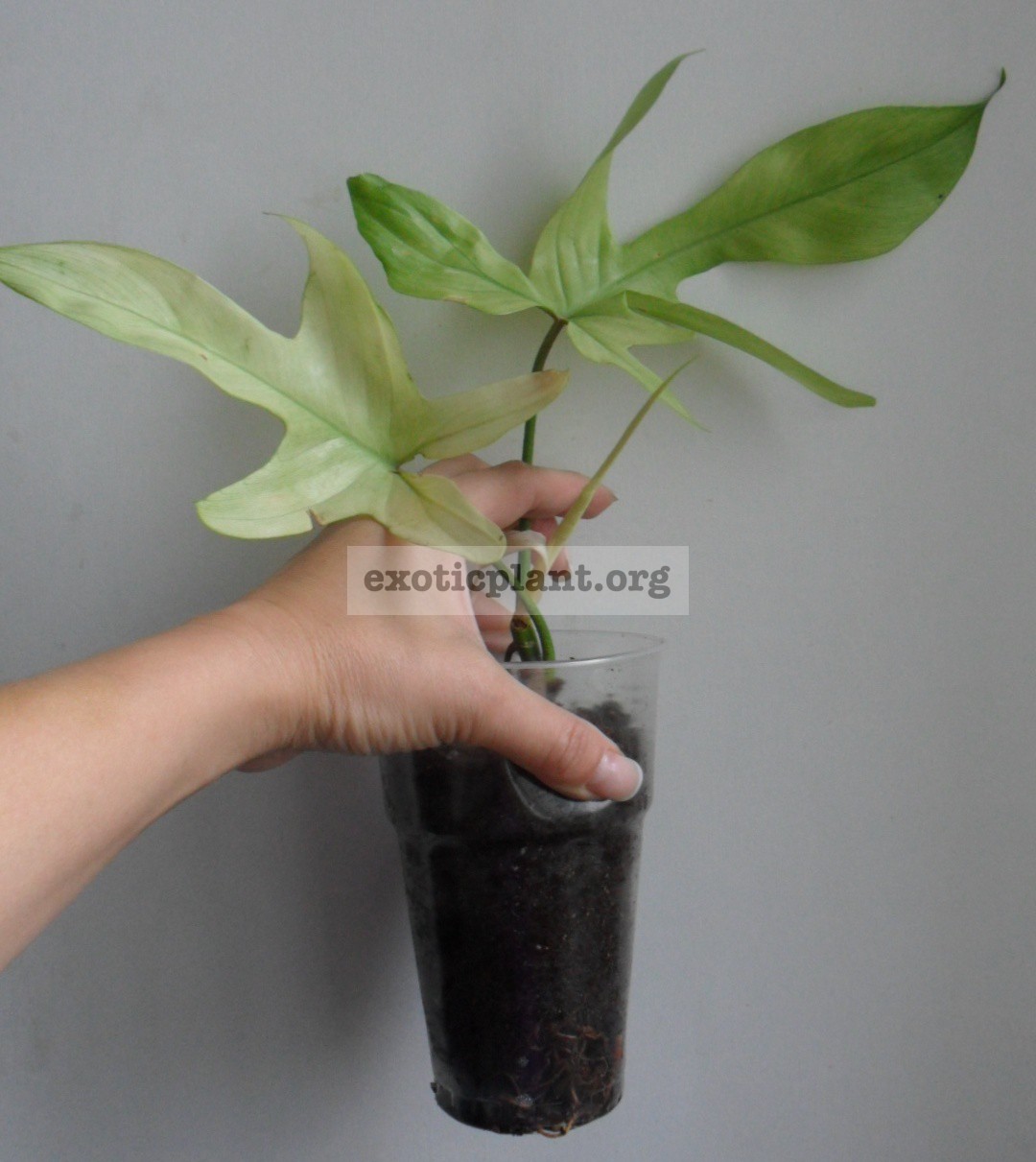 Philodendron squamiferum Florida Alba 40