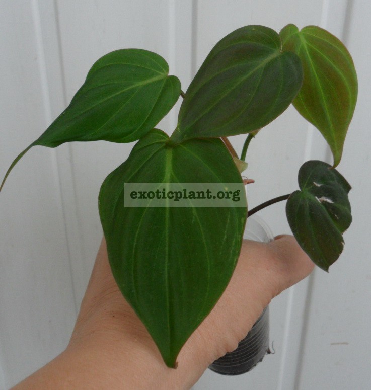 philodendron hederaceum 10-20