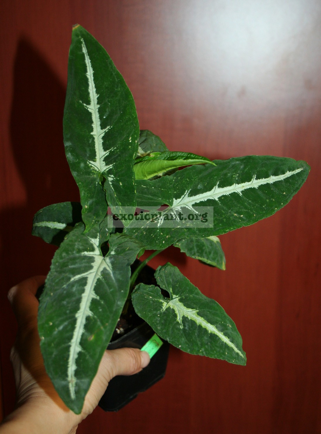 Syngonium wendlandii long leaf 7-9