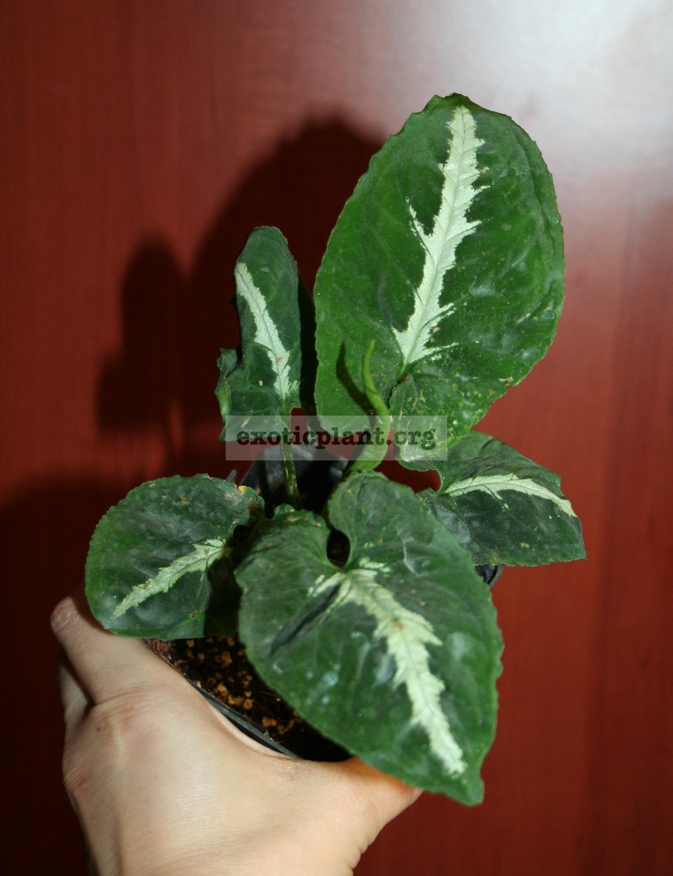Syngonium wendlandii round leaf 7-9