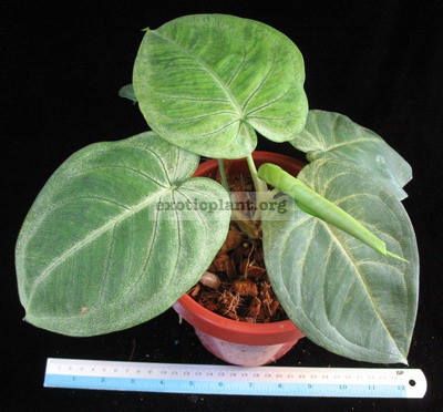 syngonium macrophyllum Frosted Heart20-30