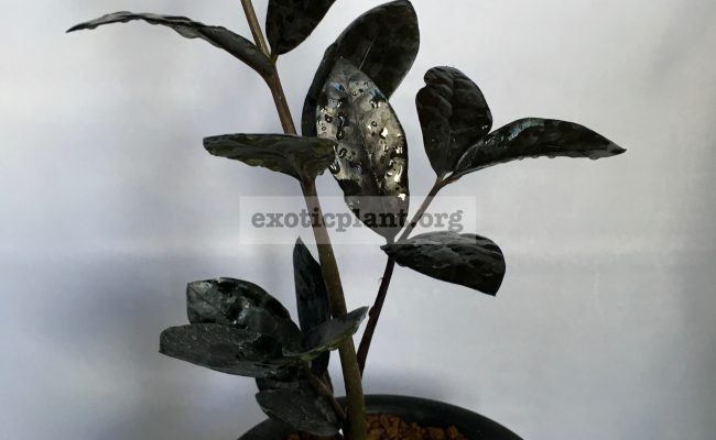 zamioculcas zamiofolia black leaves ex Korea