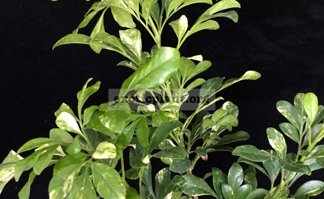Aglaia odorata variegated