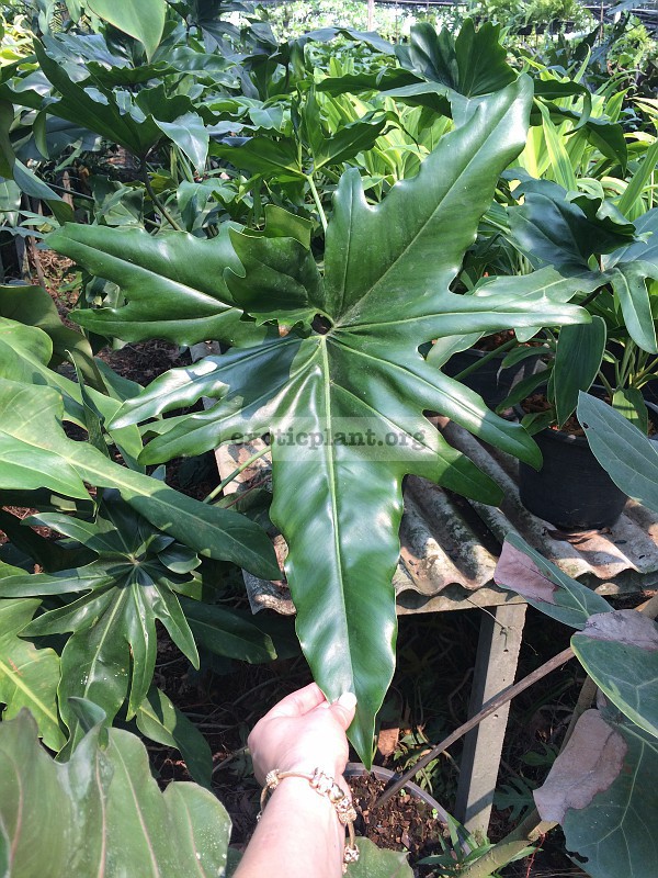 Philodendron Angela hybrid#3 / филодендрон “Энджела” гибрид №3   25