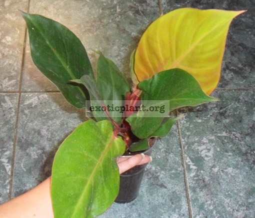 Philodendron Cherry Red 14