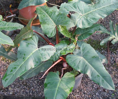 Philodendron Emerald Red (L) 20