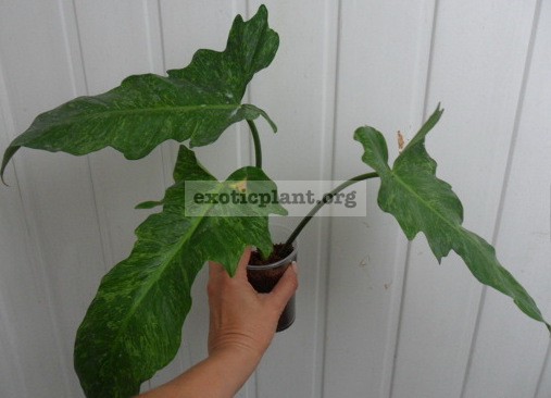 Philodendron Lime Fiddle 20