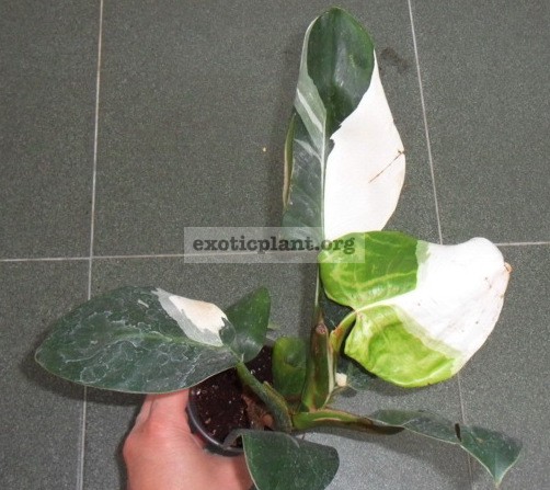 Philodendron White Wizard 40-60