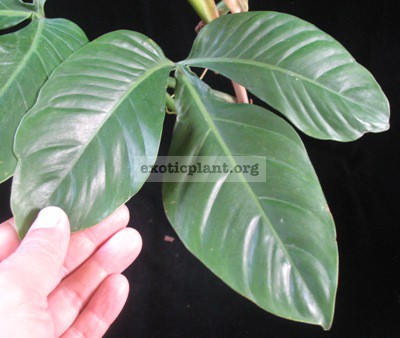 Philodendron sp.(T37) 60