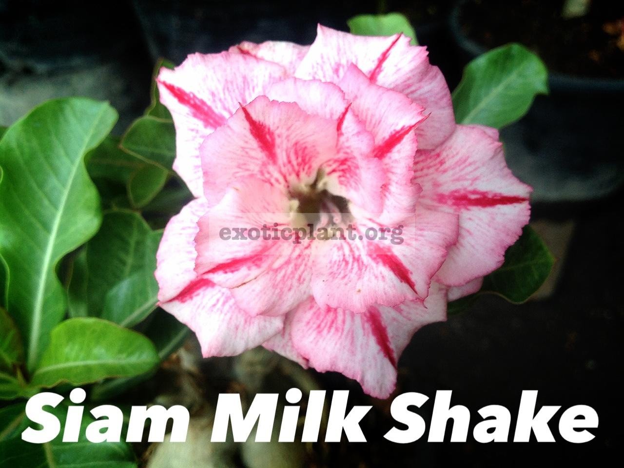 adenium Siam Milk Shake 22