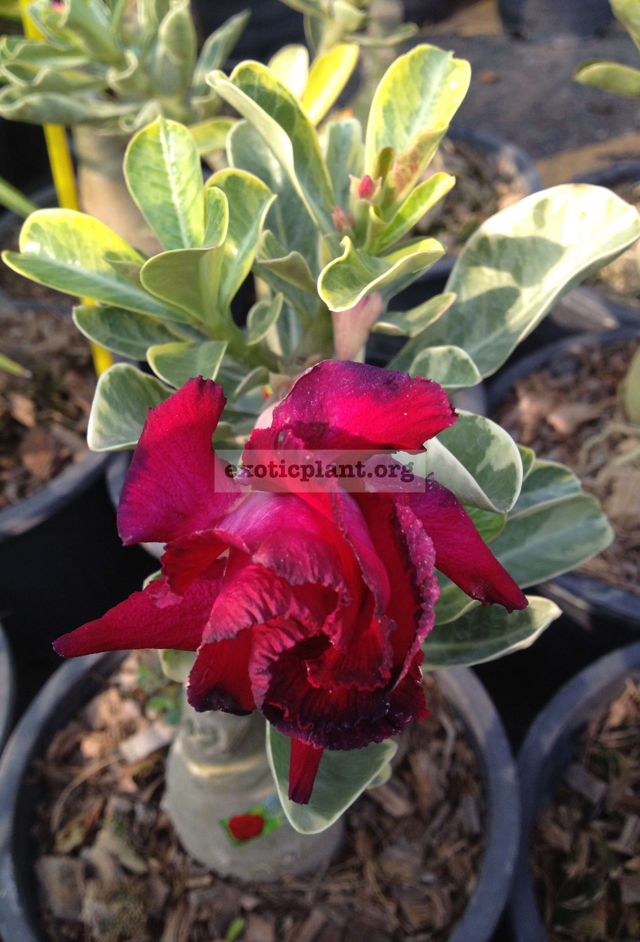 adenium Thong Nop Pa Kao (triple red flower yellow variegated leave) 33