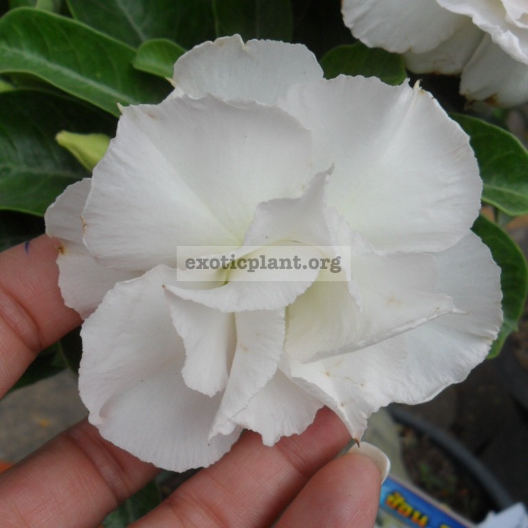 adenium white rose 22