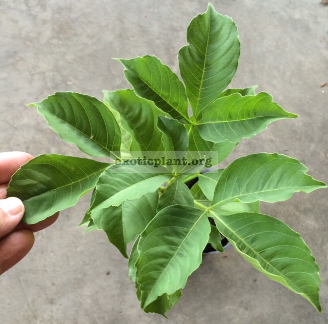 Adansonia sp.(T01) 25
