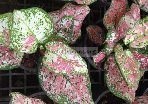 Aglaonema Unyamanee Pink variegated (S) 40