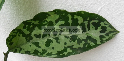 Aglaonema pictum Spotty Dotty 44 out of stock