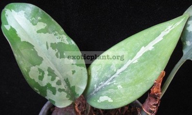 Aglaonema pumilum (Southern Thailand) 44