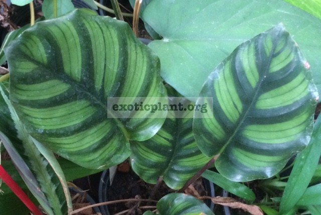 Calathea rotundifolia 20