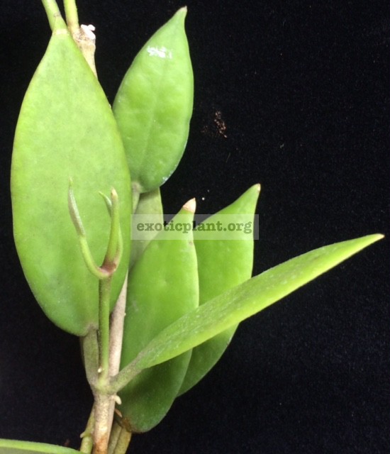Hoya australis ssp. rupicola (23 ) 15