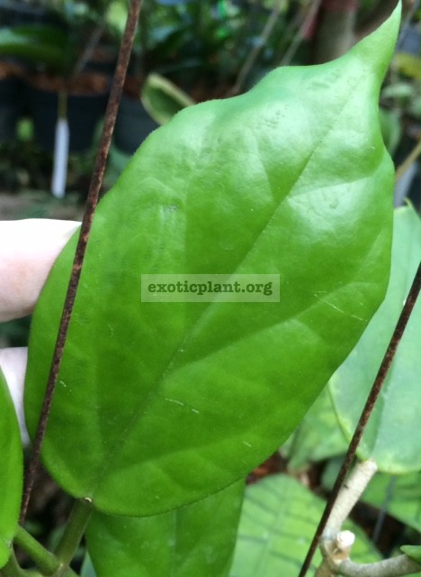 Hoya cardiophylla (484 ) 32
