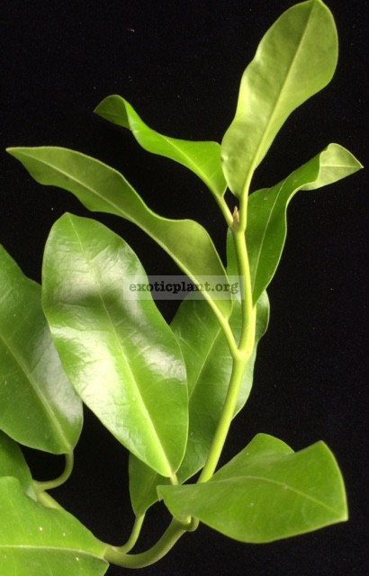 638 Hoya obtusifolia  Baan Krood'(#638) 30