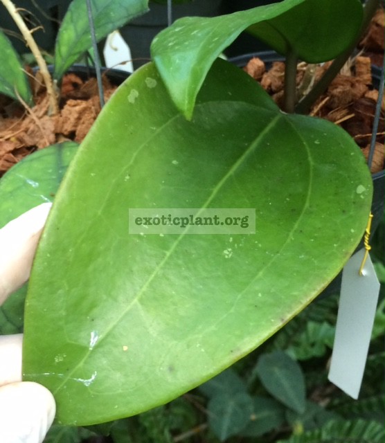 Hoya sp.22  Khao yai  big leaf (261 ) 30