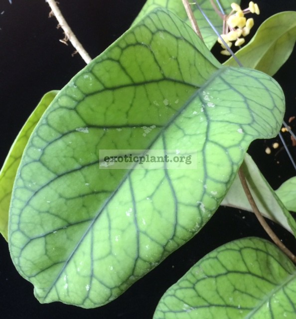 853Hoya vitellinoides (big leaf)(#853) 40
