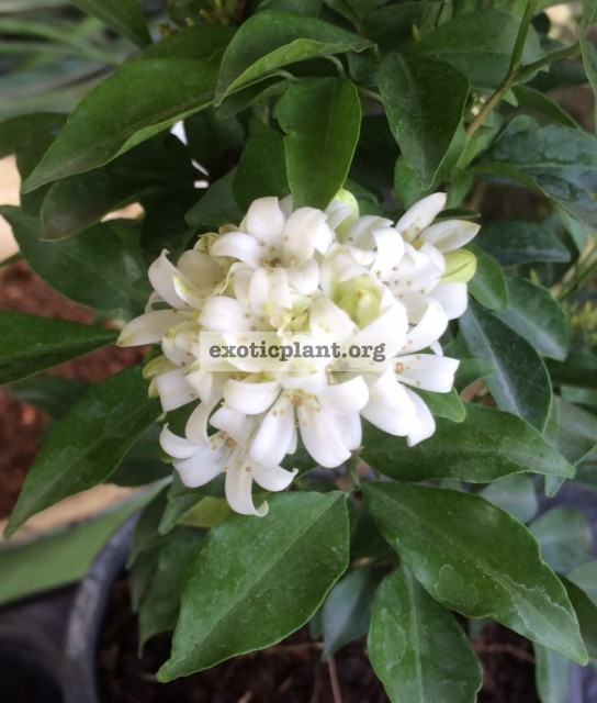 Murraya paniculata 'Snowball' 25