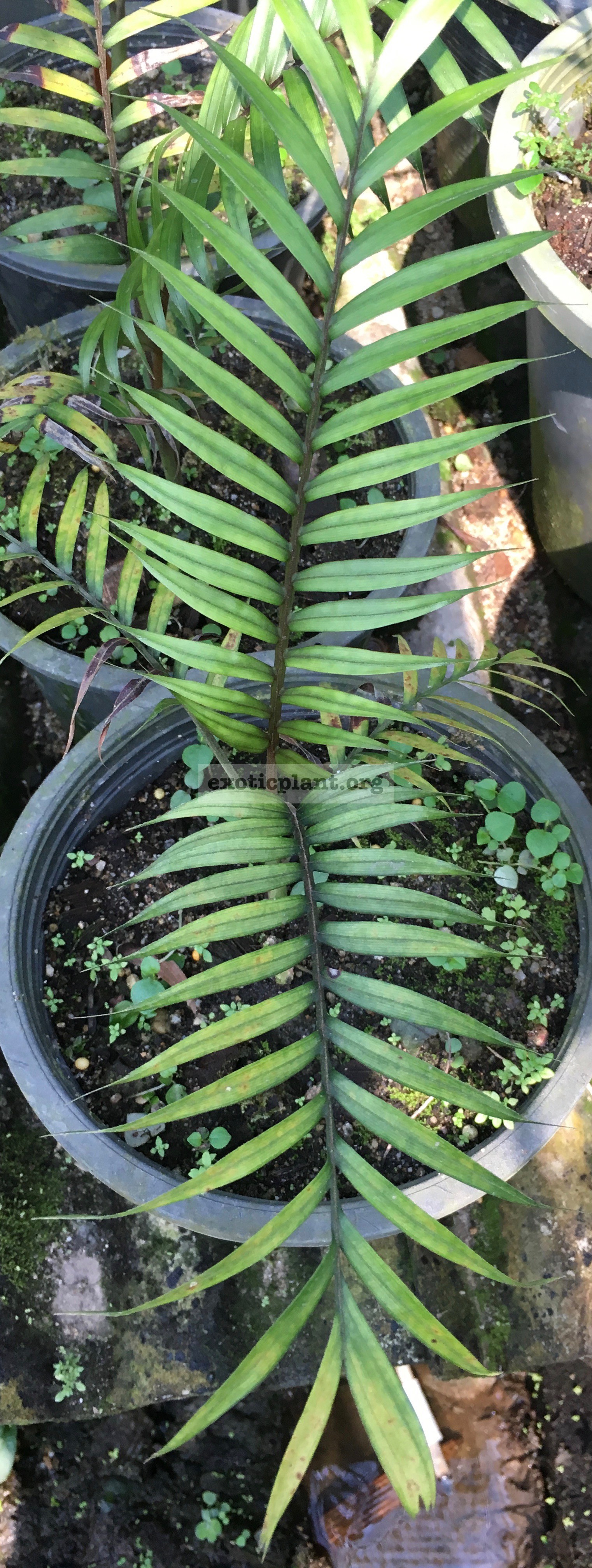 pinanga salicifolia 65