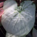 Caladium Ratchamongkol 20