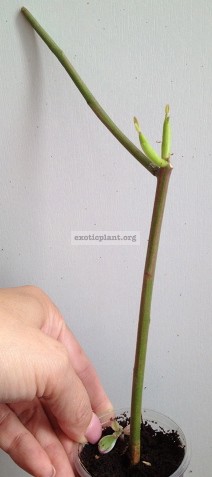 Euphorbia tirucalli variegated 12