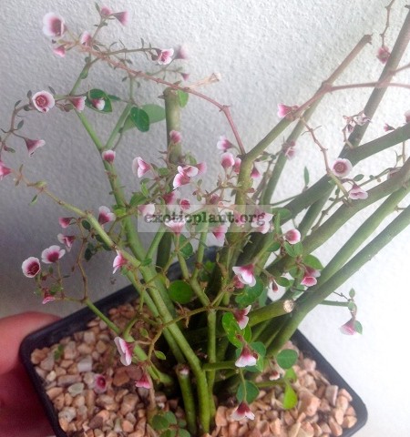 Euphorbia xanti syn Euphorbia gymnoclada 15-30
