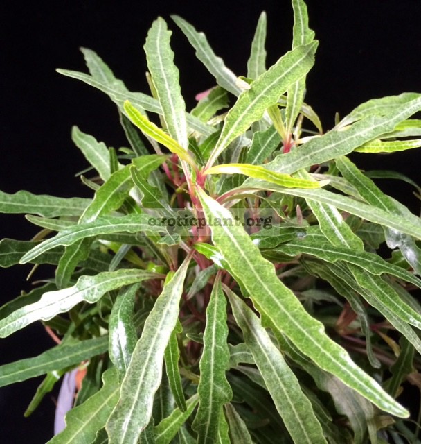 Pseudoranthemum sinuata variegated 25