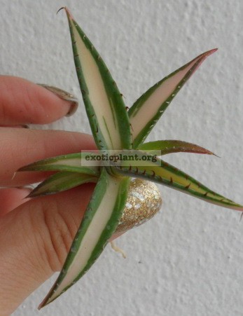 agave guingola mediovariegated 35
