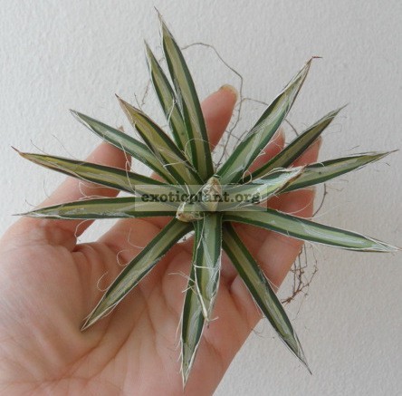 agave parviflora white mediovariegated 450