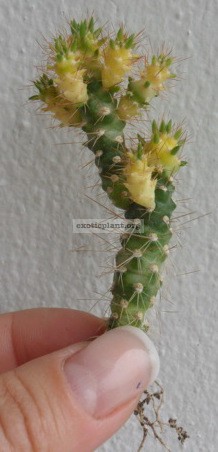 cylindropuntia variegated 5