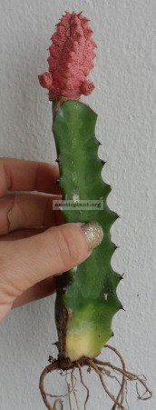 Euphorbia abdelkuri cv. Damask 45