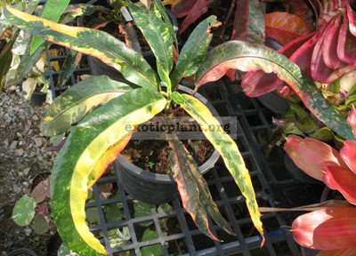 Codiaeum Rainbow (long leaf) 30