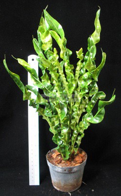 Codiaeum (T25) Spiral and green leaf — спиральные зеленые листья 20