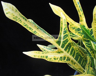 Codiaeum (T31) Yellow veination and green trilobe leaf 20