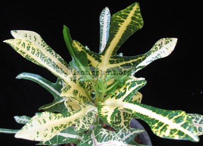 Codiaeum (T37) Yellow and trilobe leaf 20