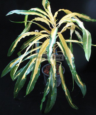 Codiaeum (T43) variegatum ‘Hookerianum’ 24