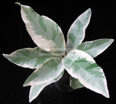 Codiaeum sp (T01) (big leaf) albomarginata 60