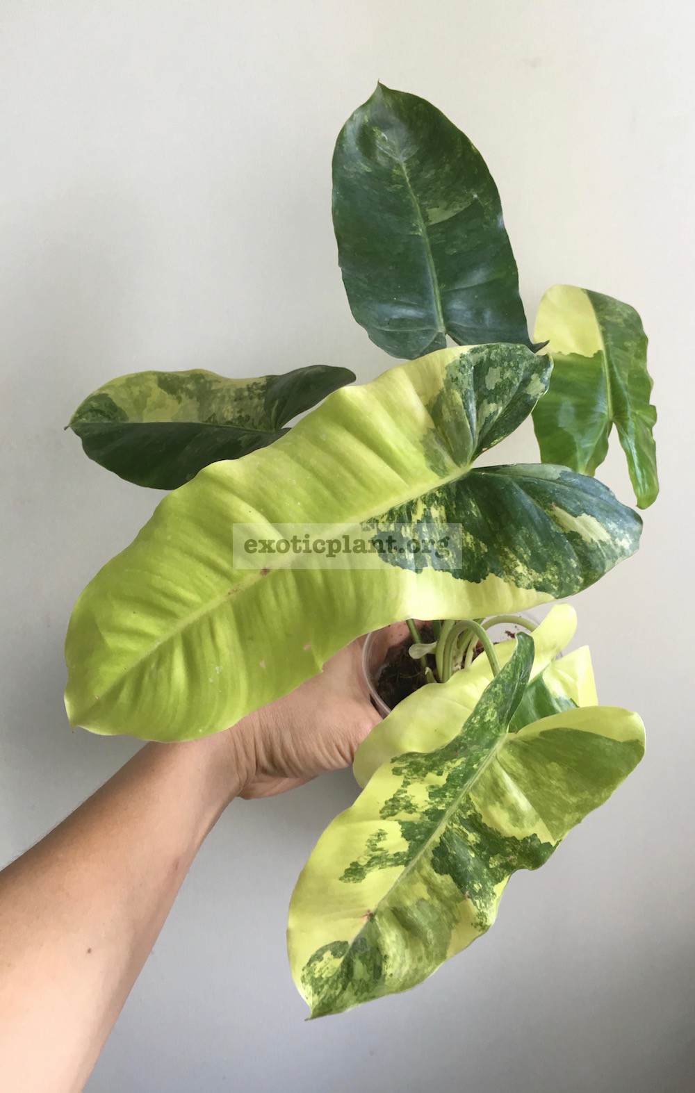 philodendron Burle Marx variegated 50-100