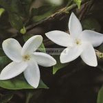 jasminum-bifarium-j-auriculata-20