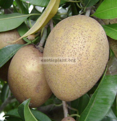 Manilkara zapota (oval fruit) 30