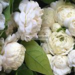jasminum