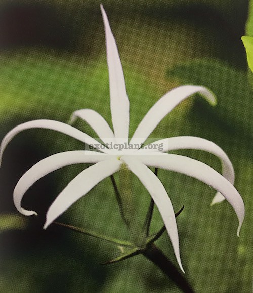 Jasminum adenophyllum 24