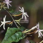 jasminum-nervosum