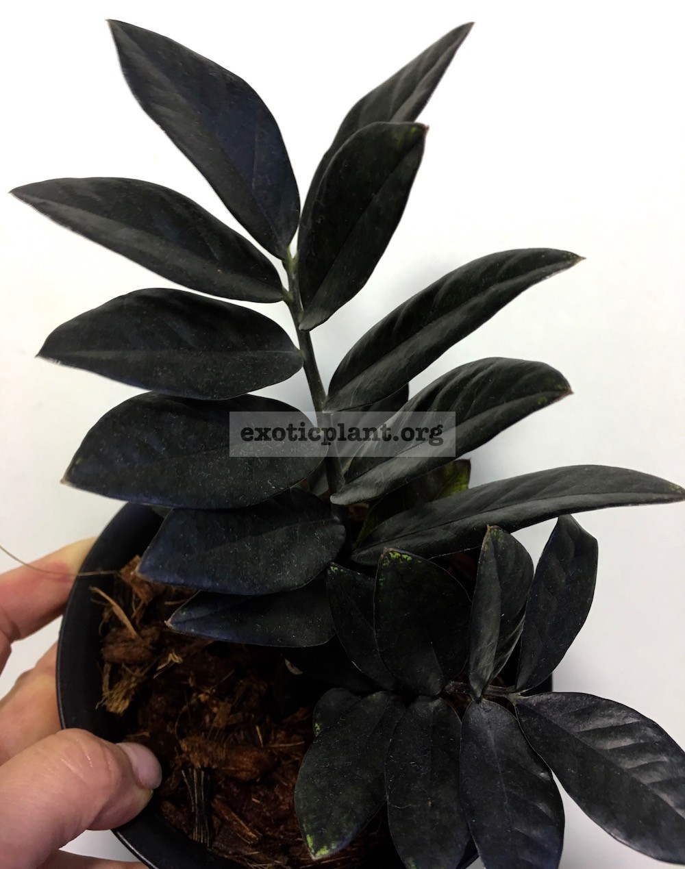 Zamioculcas black leaves ex Korea / Замиокулькас блэк ливс экс Корея, черные листья20-30-45-60