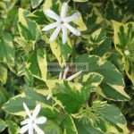 Jasminum-multiflorum-white-margin-leaf